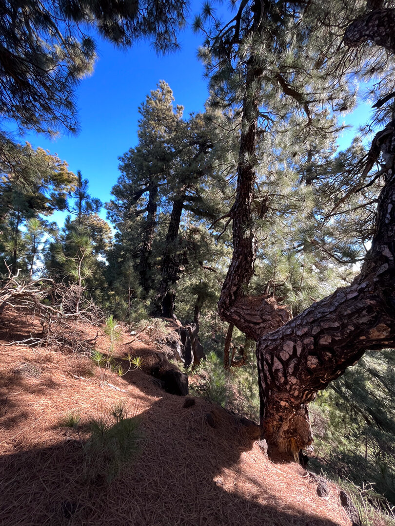 gewaltige Kiefern am Wegesrand