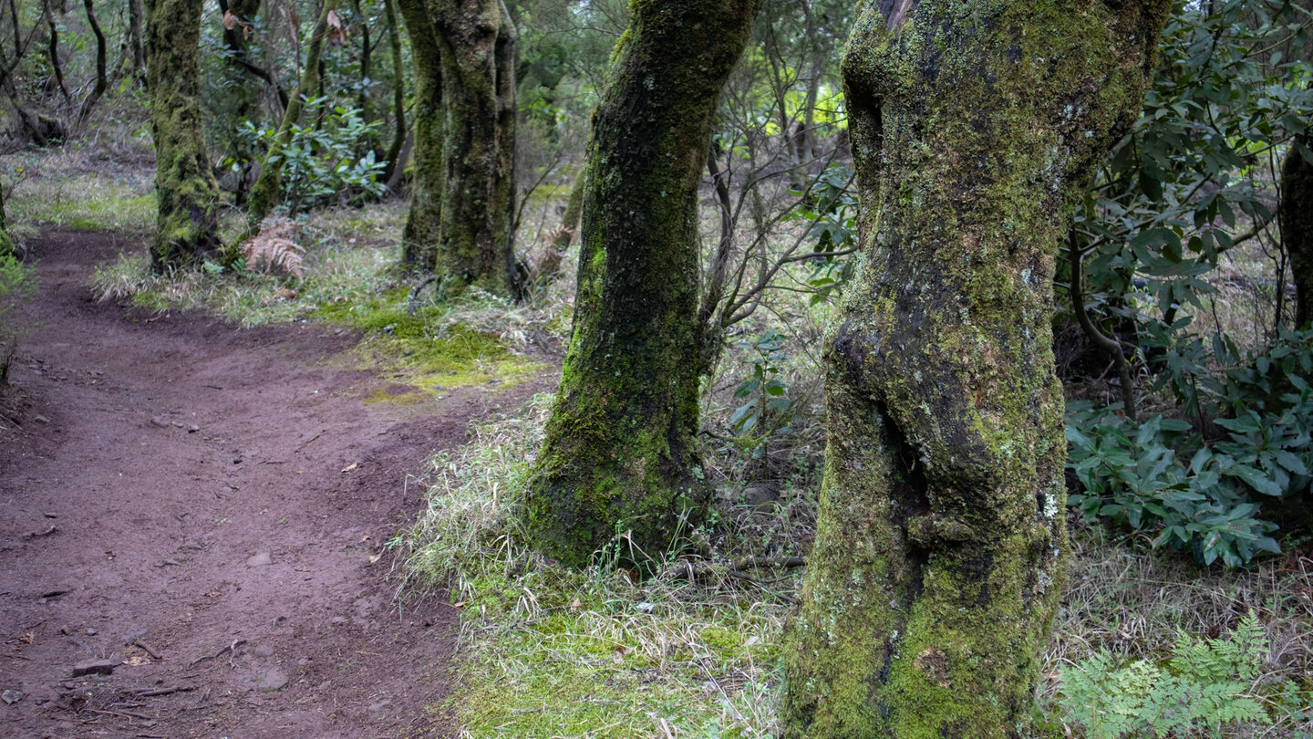 Wanderpfad zwischen bemoosten Baumstämmen