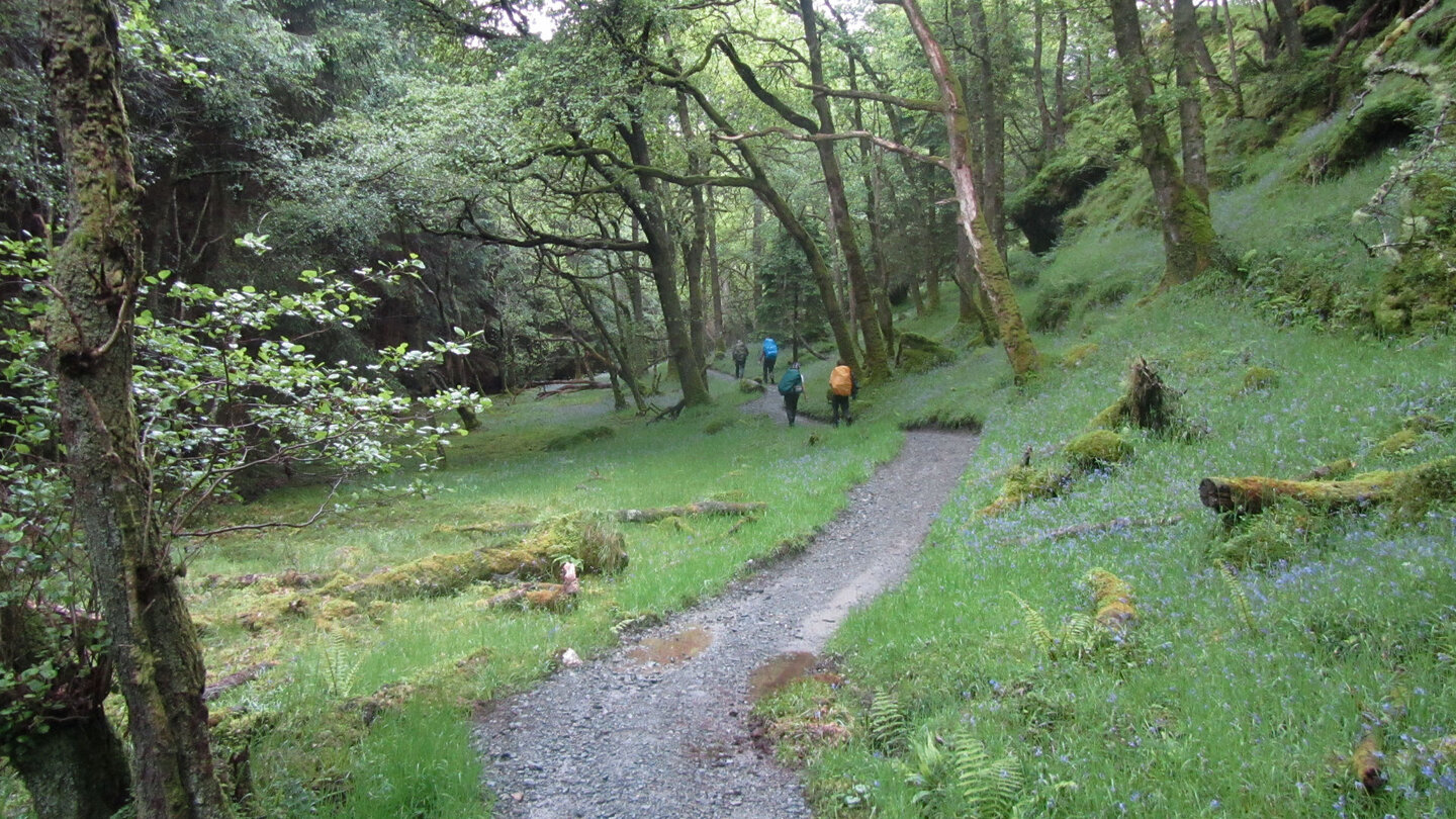 urige Wälder am West Highland Way