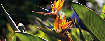 Strelitzien im Jardín Botánico in Puerto de la Cruz