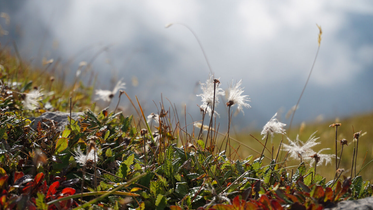Wiese am Wegesrand