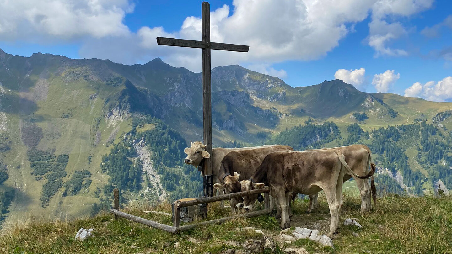 Kühe am Holzkreuz oberhalb der Gritscher Alp in Liechtenstein