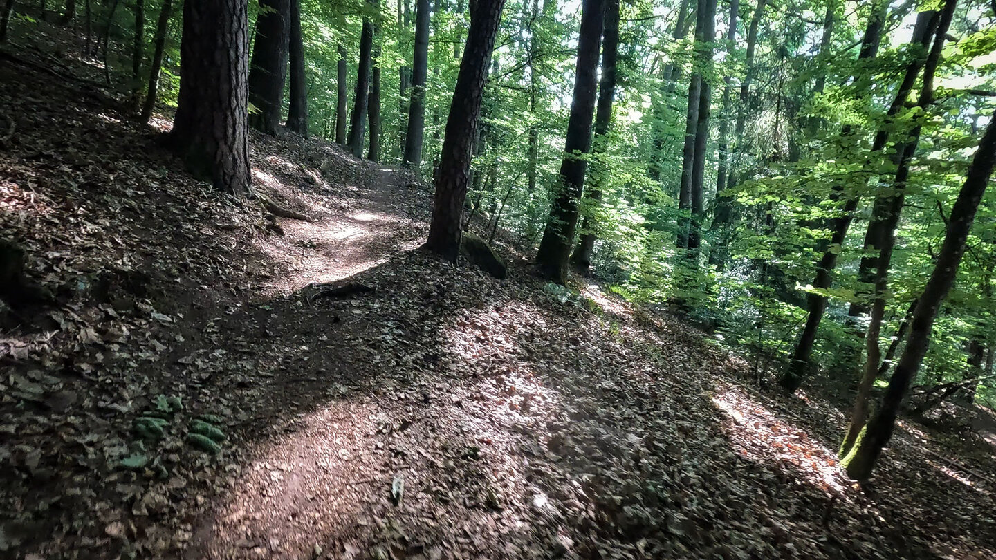 der Rodalber Felsenwanderweg führt durch lichten Buchwald