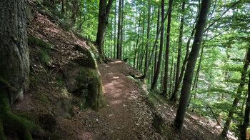 Waldwanderweg bei Rodalben in der Pfalz