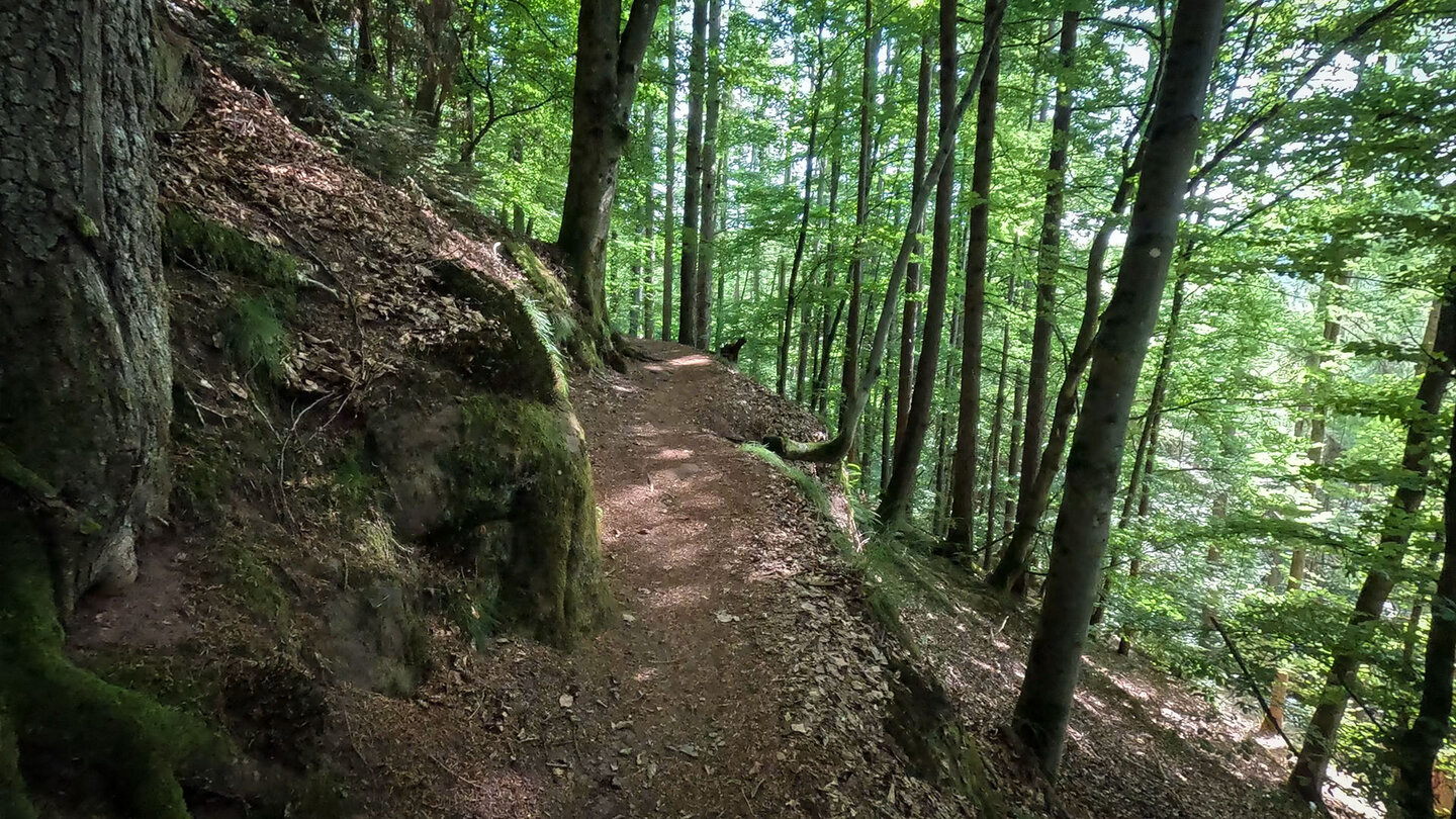 Waldwanderweg bei Rodalben in der Pfalz