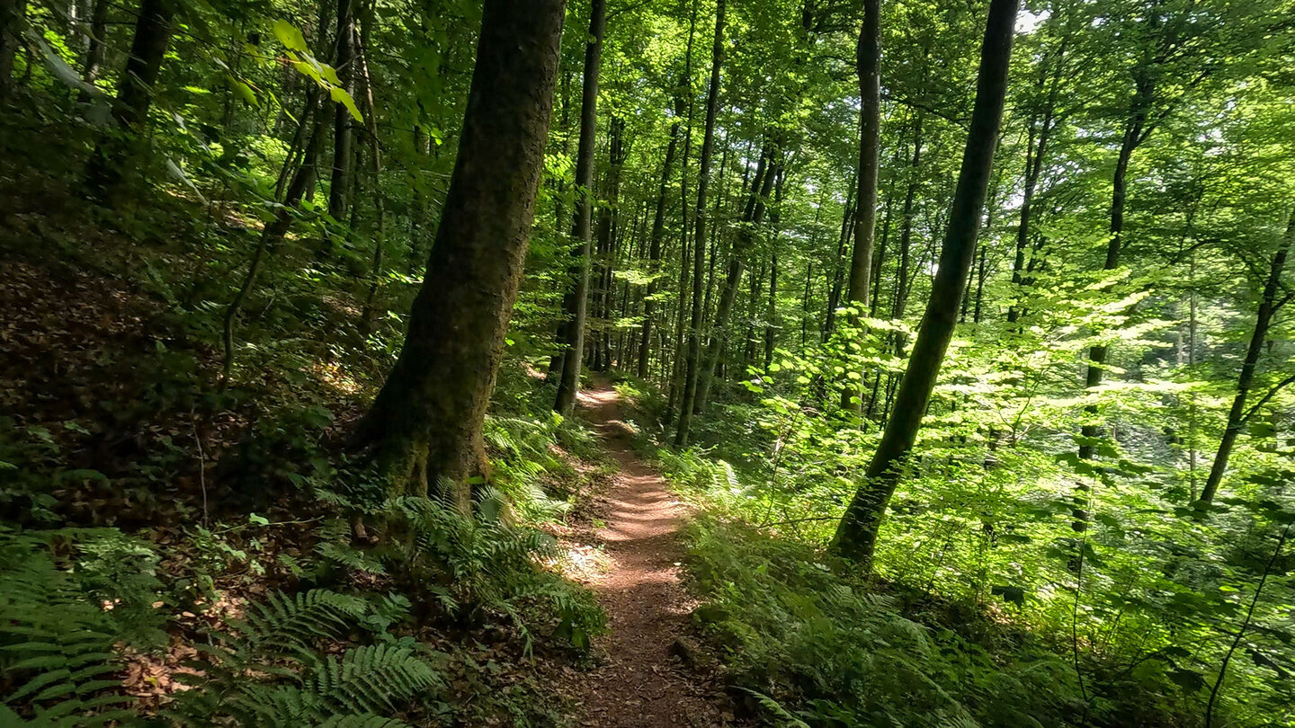 auf dem Rodalber Felsenwanderweg