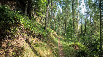 Lärchenwald am Rodalber Felsenwanderweg