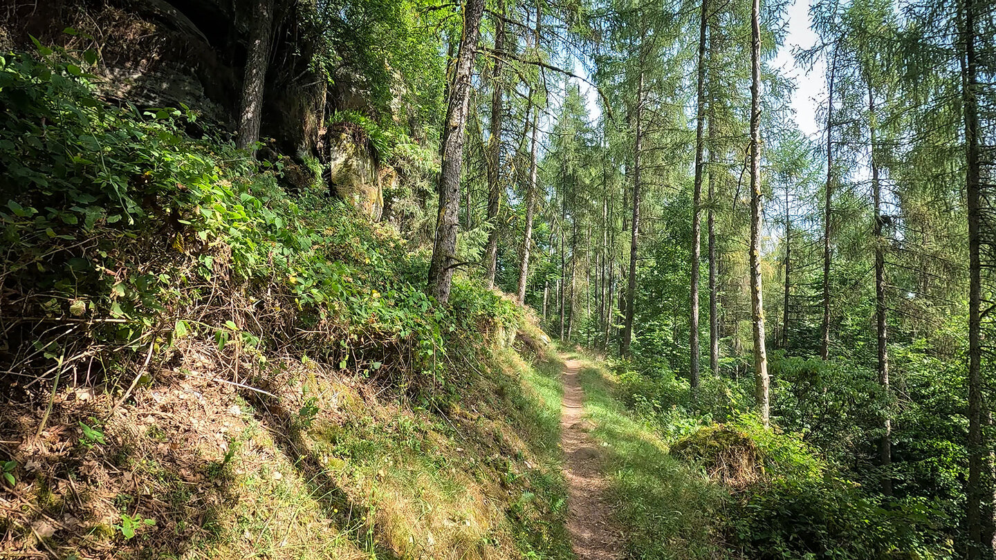 Lärchenwald am Rodalber Felsenwanderweg