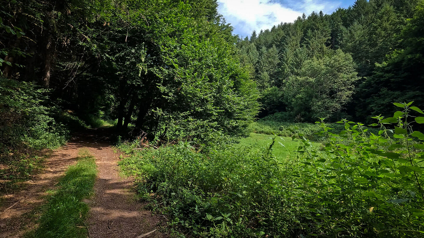 Wanderweg im Dreiweiherbachtal