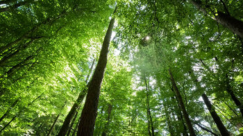 Laubwald am Rodalber Felsenwanderweg