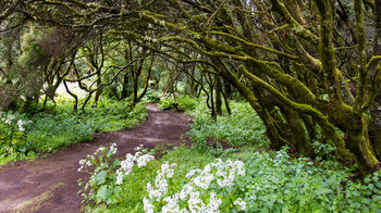 der Wanderweg Camino de la Llanía unter Baumheide zwischen Waldblumen