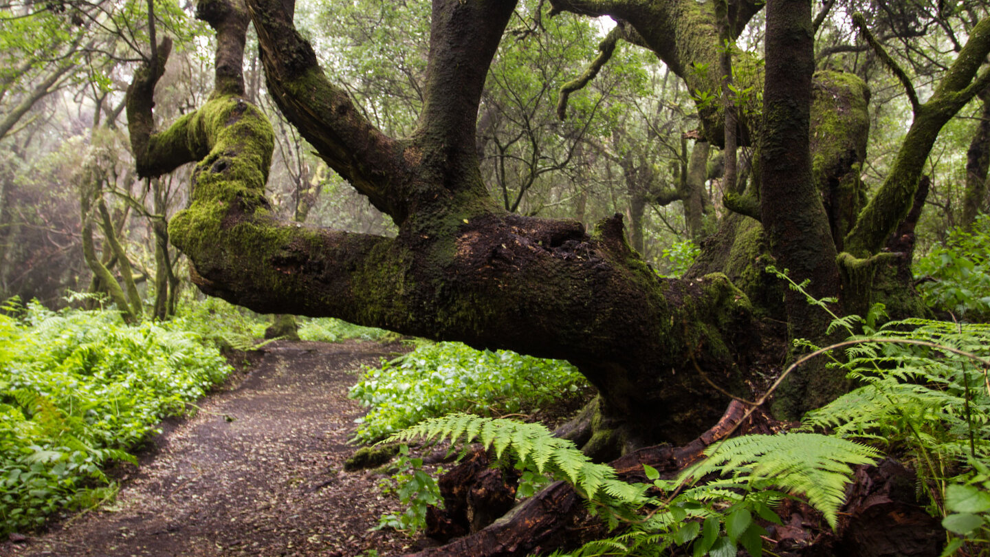 ein uralter Lorbeerbaum am Wanderweg