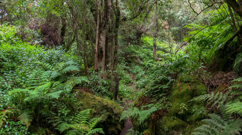 vom Wanderweg ergeben sich Einblicke in die üppige Vegetation de Feuchtwalds