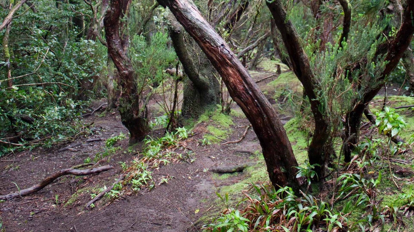 Wegabschnitt durch Baumheide-Buschwald im Teno