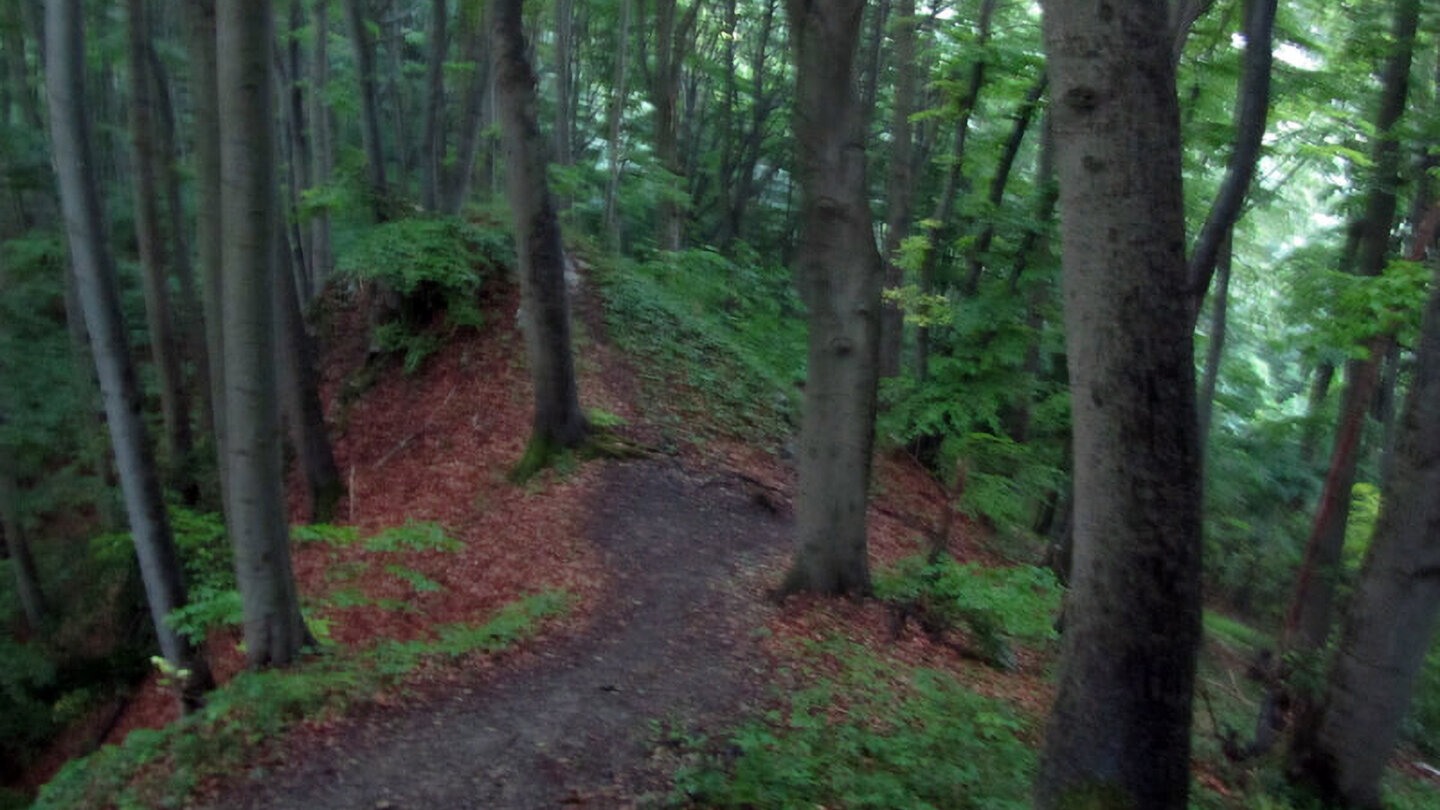 Waldpfad an der Hörne