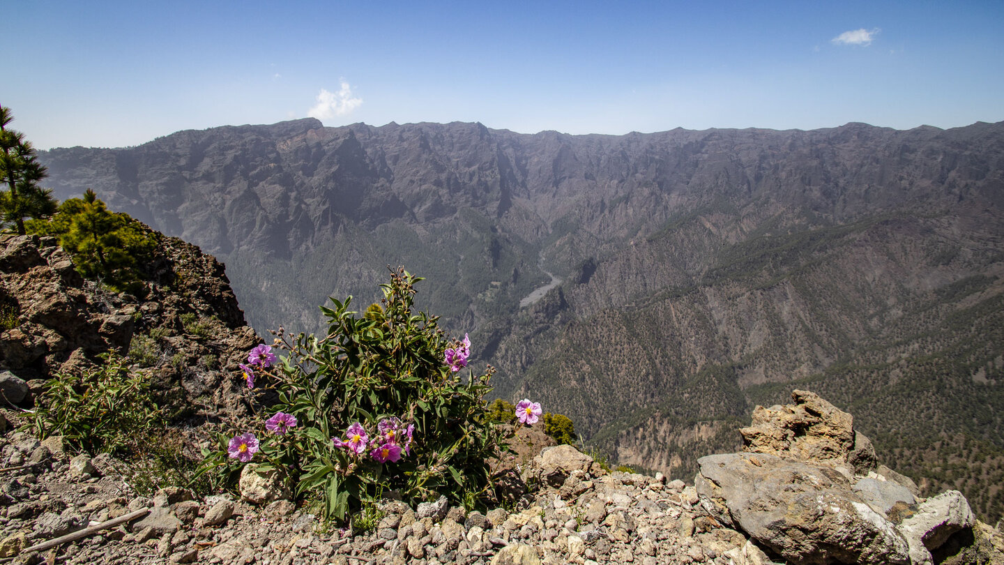 Zistrose vor dem Panorama der Caldera de Taburiente