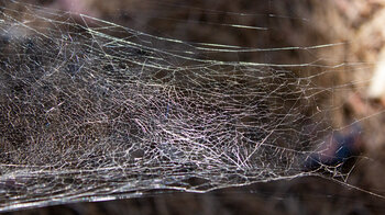 Spinnennetz am Wegesrand