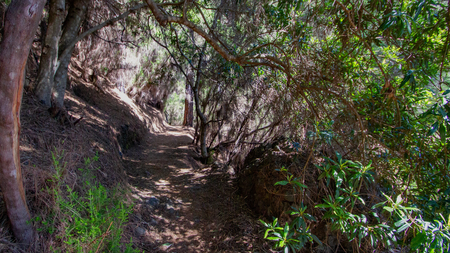 Wanderweg durch den Kiefernwald bei Los Brecitos