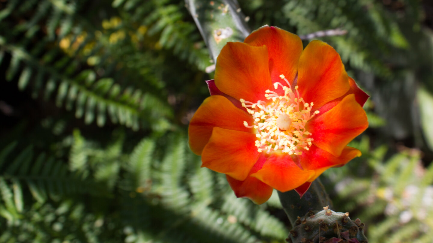 die rote Blüte einer Opuntie