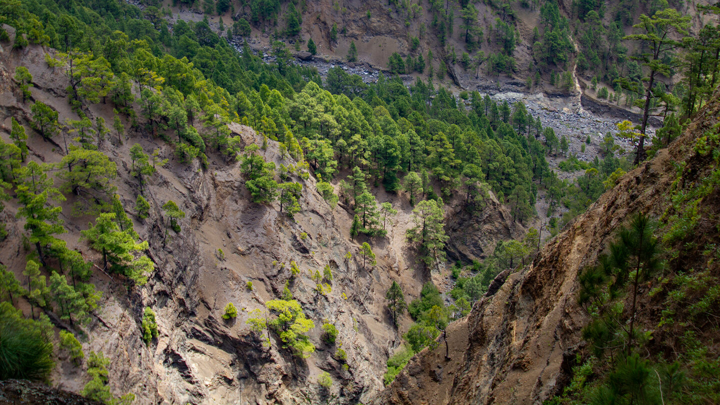 Ausblick über die Schlucht Barranco Hoyo Verde und den Rio Taburiente