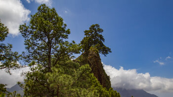 markant erhebt sich der Roque del Huso aus dem Kiefernwald