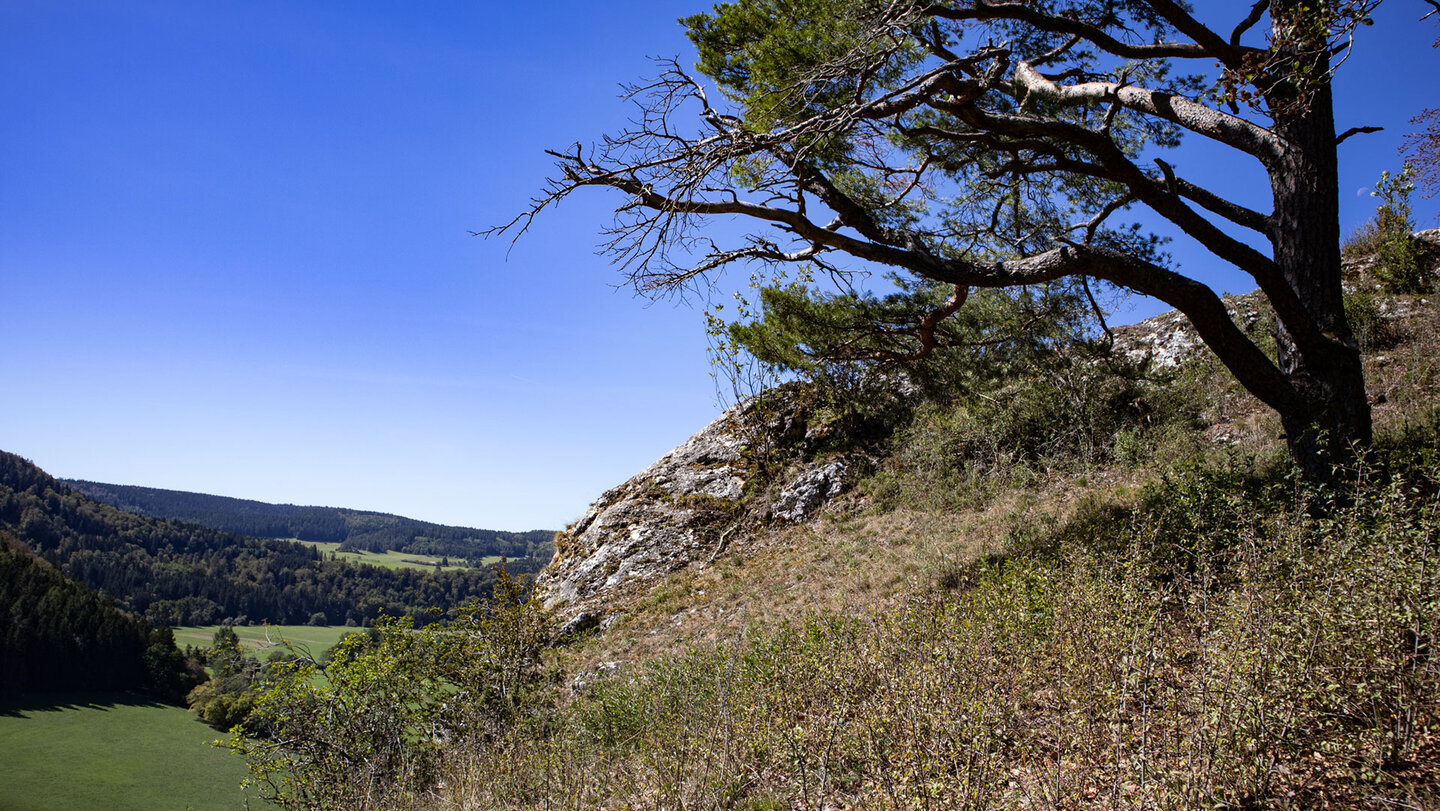 Karstfelsen und Kiefer am Laibfels, im Hintergrund das Donautal