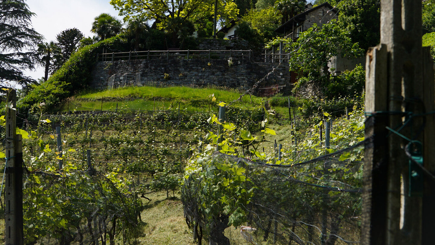 Weinberg bei den Fortini della Fame di Sementina im Schweizer Kanton Tessin Weinberg bei den Fortini della Fame