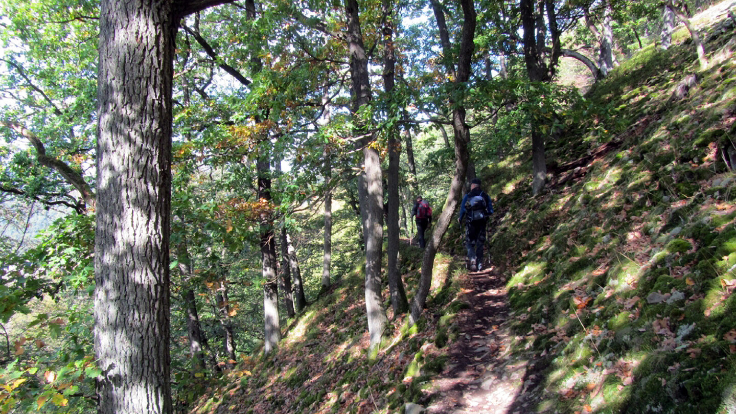 Wandern durch urige Buchenwälder auf dem Urwaldsteig Edersee Buchenwälder auf dem Urwaldsteig Edersee