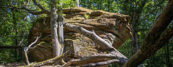 Die verwitterten Galgenfelsen mitten im Wald.