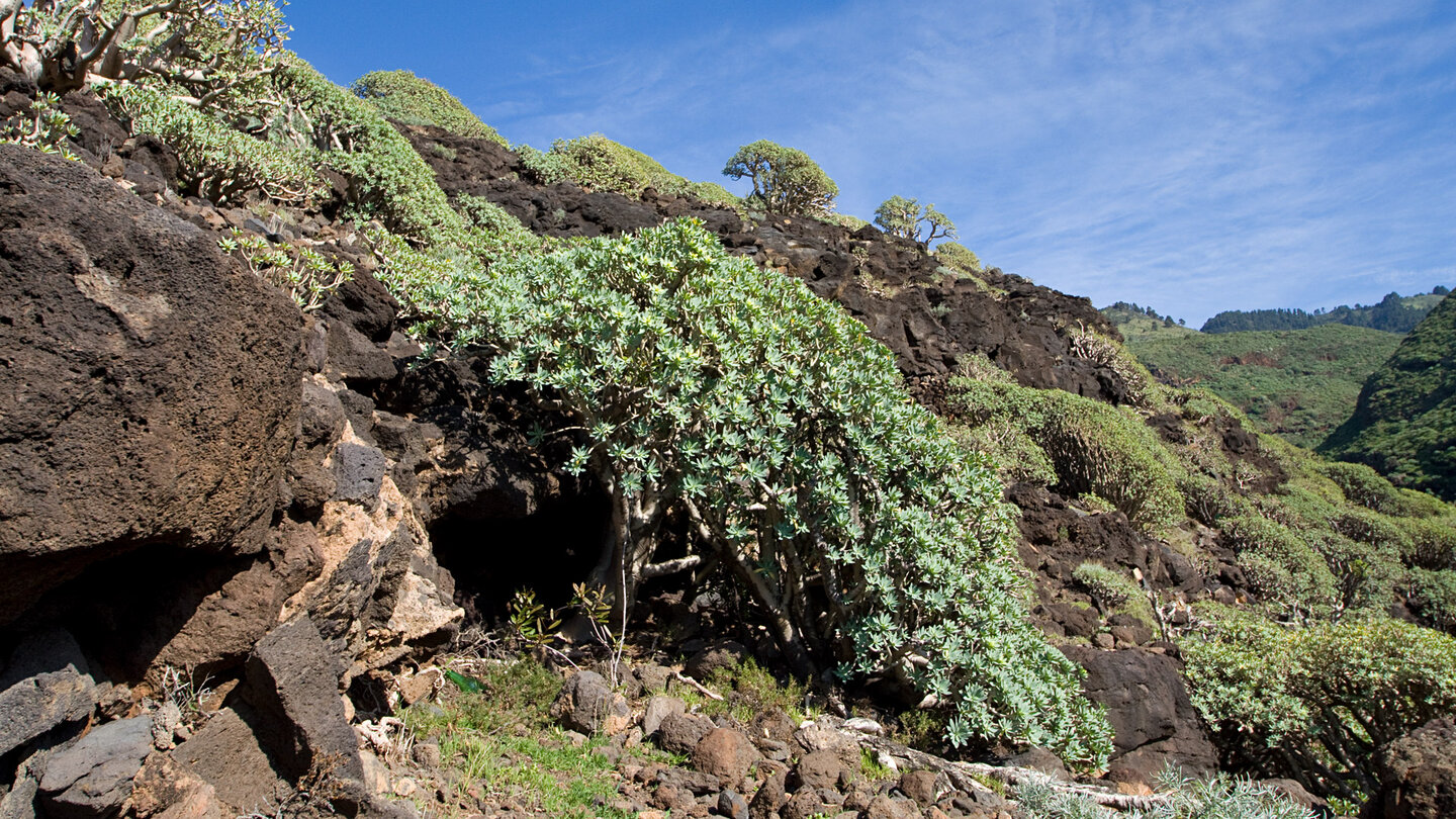 Lavafelsen mit Vegetation am Barranco de Fernando Porto
