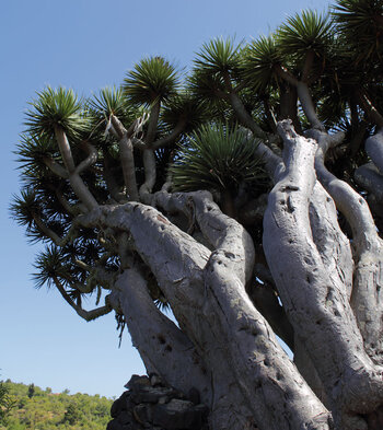 urzeitlich erscheint der Drachenbaum am Mirador de Los Dragos