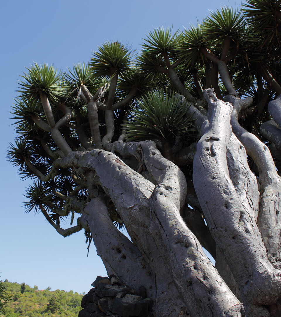 urzeitlich erscheint der Drachenbaum am Mirador de Los Dragos