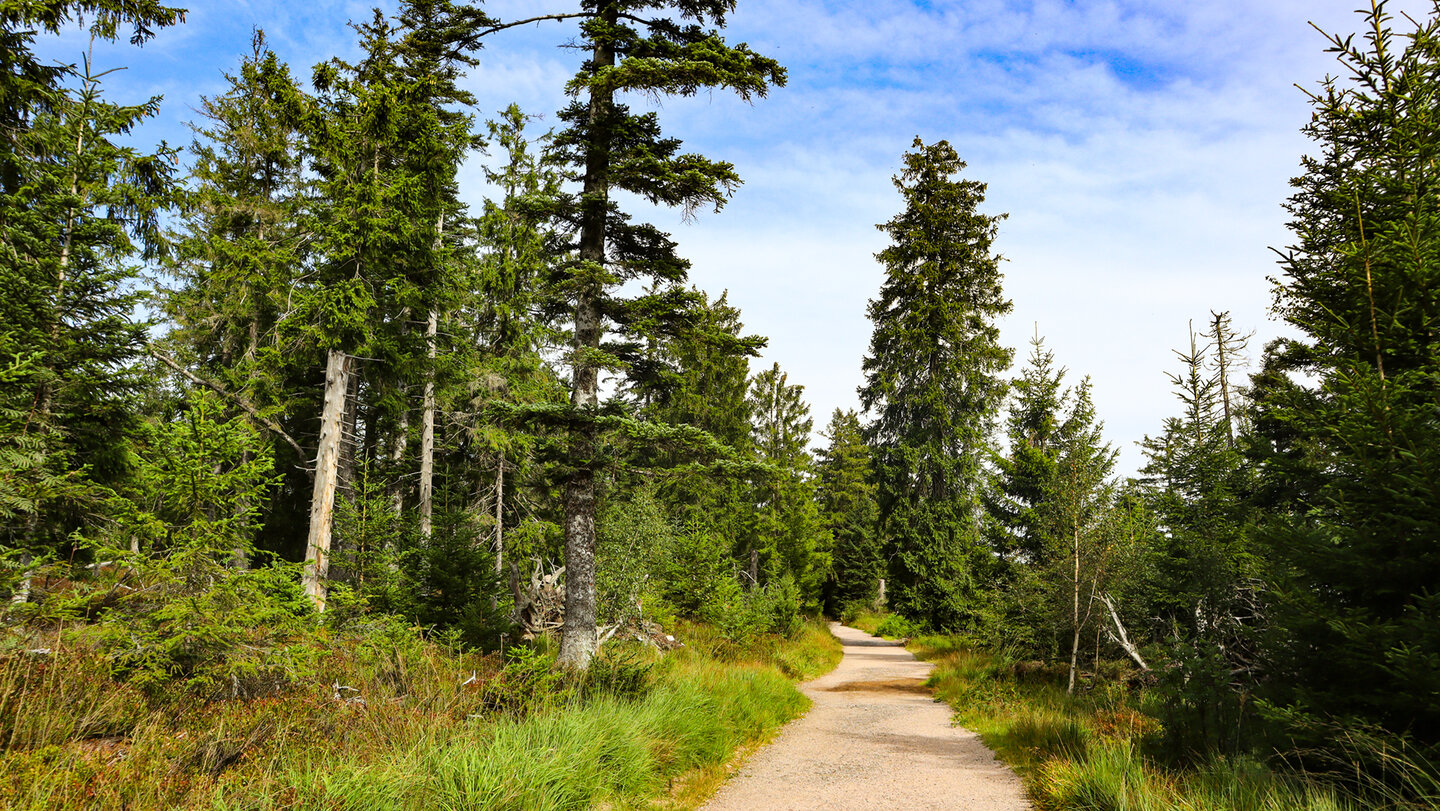 Michael-Glaser-Weg zum Seekopf