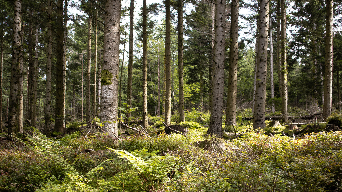 Nadelwald am Meta-Weg