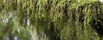 bemooste Bäume im Nebelwald am Hoya del Pino