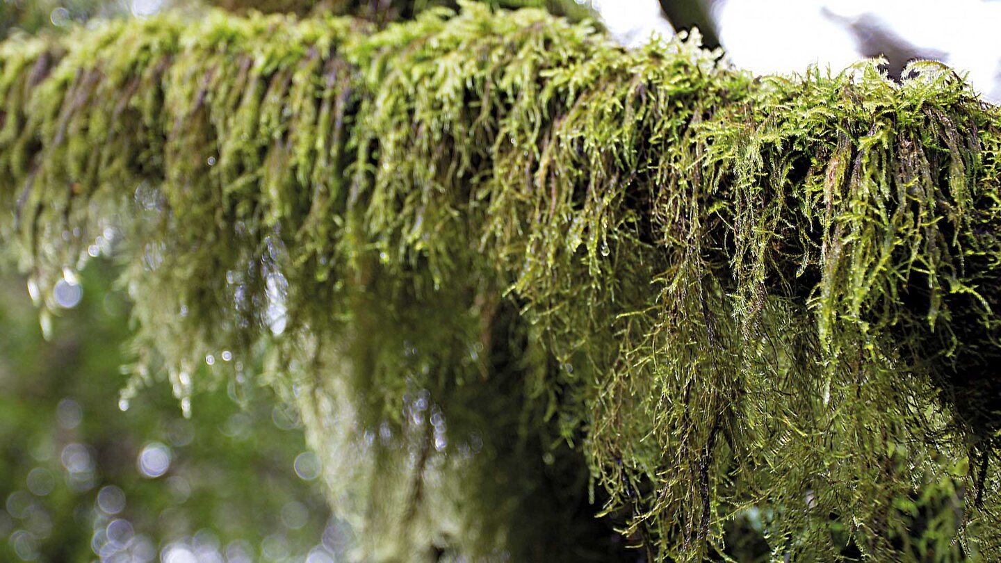 bemooste Bäume im Nebelwald am Hoya del Pino