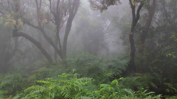traumhafte Sicht in den wolkenverhangenen Nebelwald