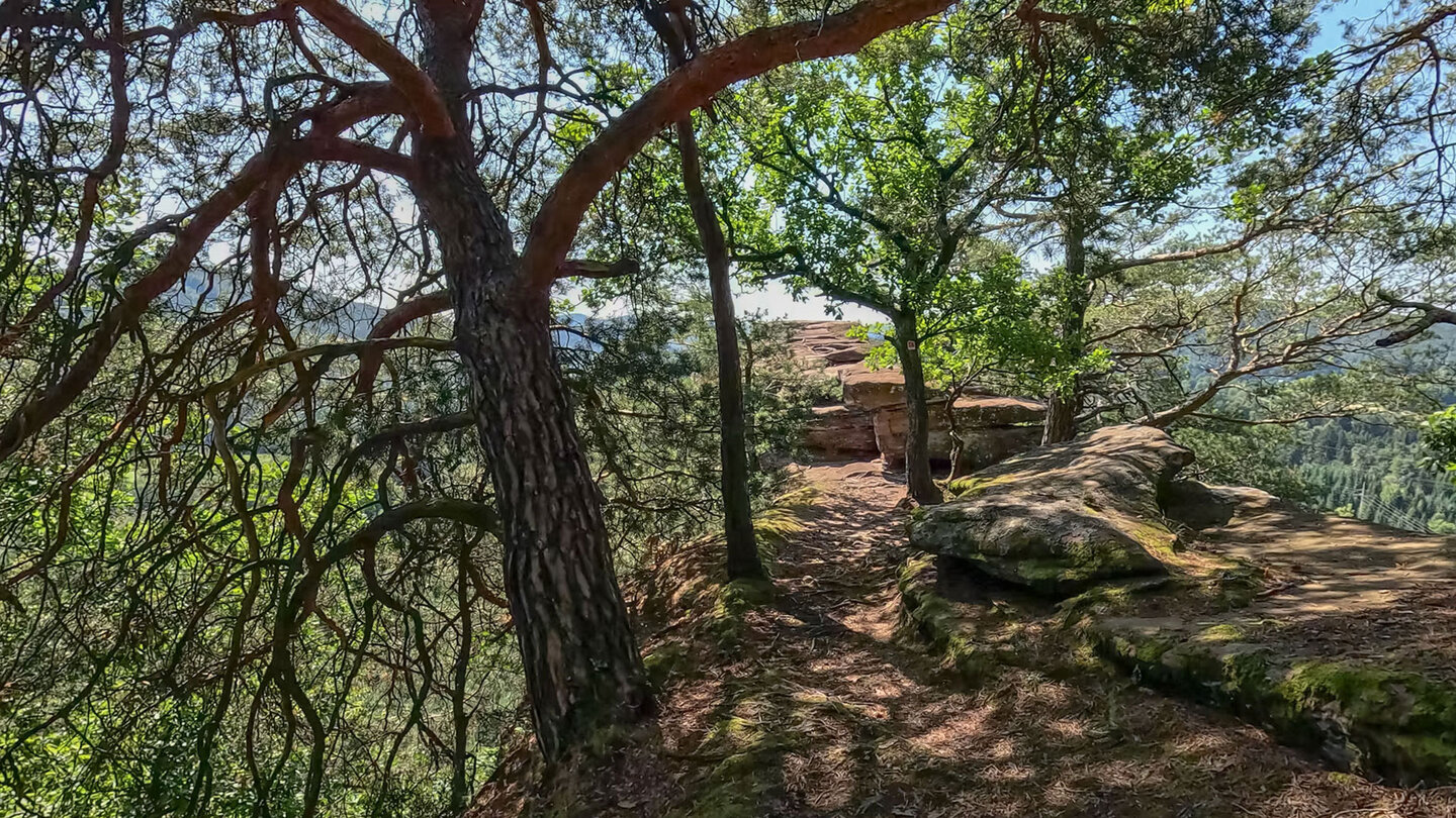 Wanderpfad zum Rauhbergpfeiler auf dem Kleinen Rauhberg