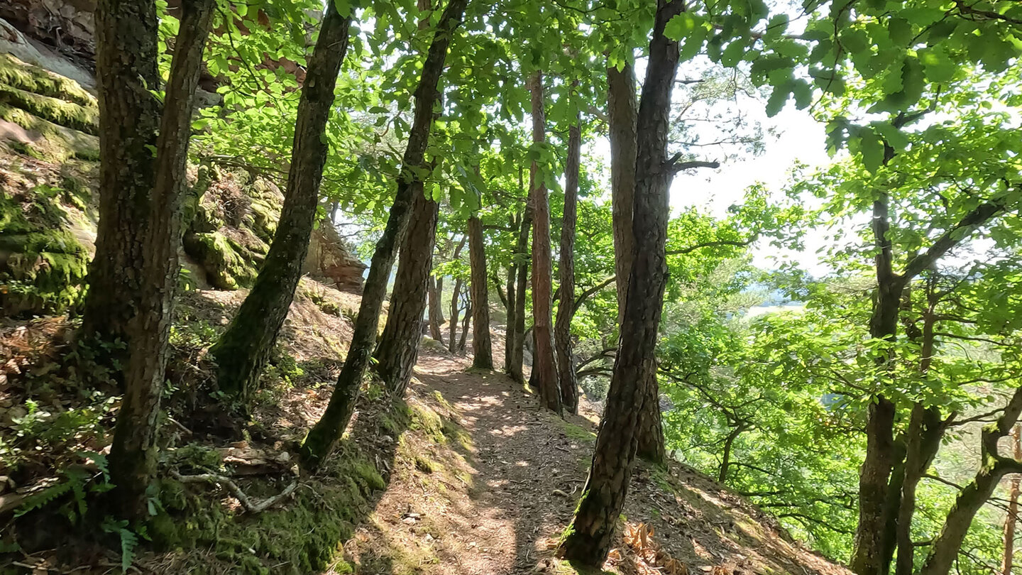 Wanderpfad auf der Spirkelbacher Rauberg-Tour