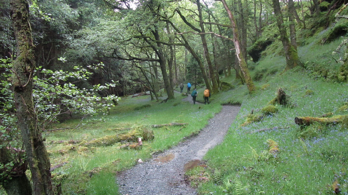 der West Highland Way führt durch urige Wälder der West Highland Way führt auch durch urige Wälder