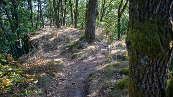 Kammwanderweg über das Buntsandsteinriff am Kahlenberg.