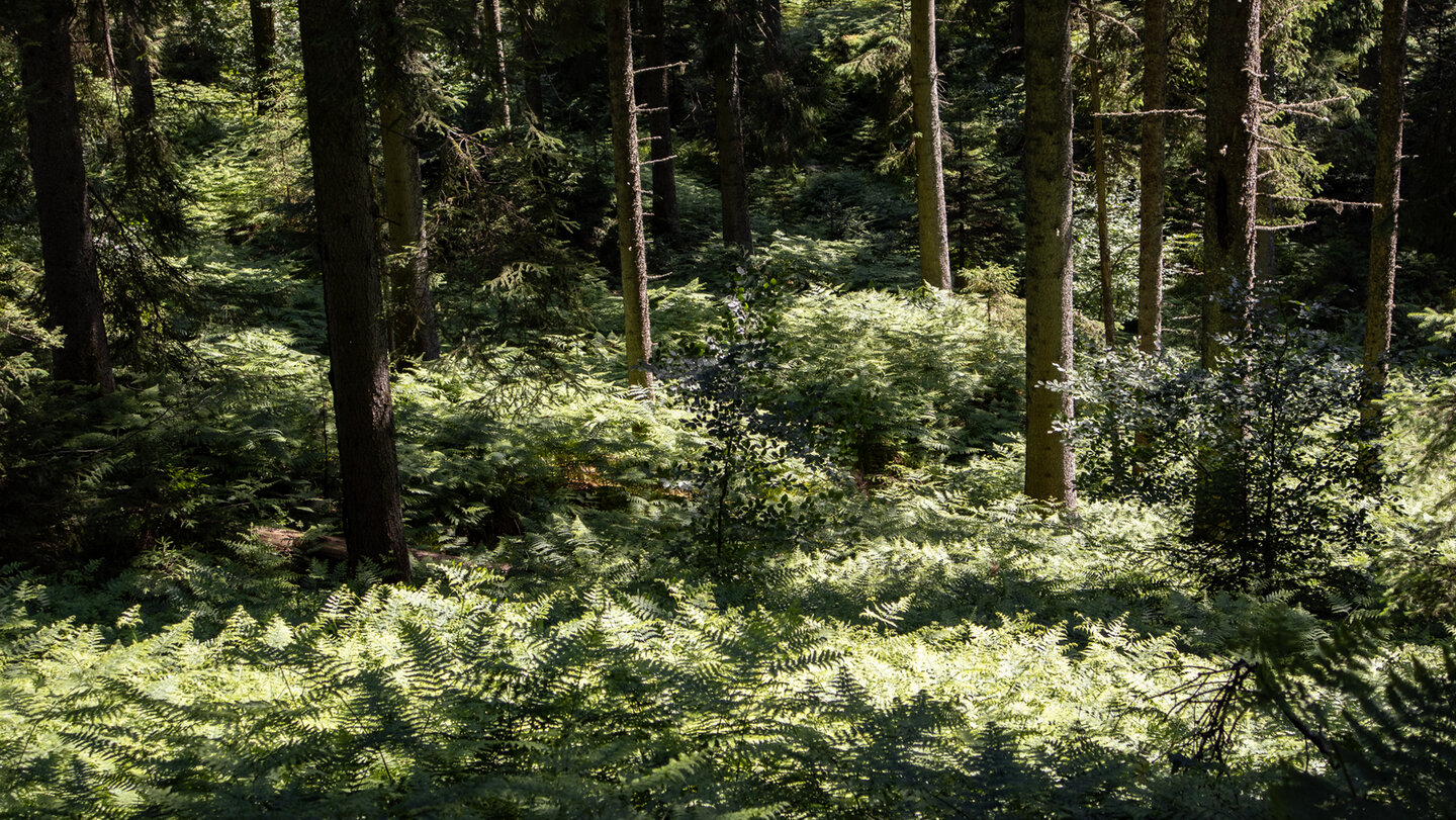 Farne am Forbacher Naturlehrpfad