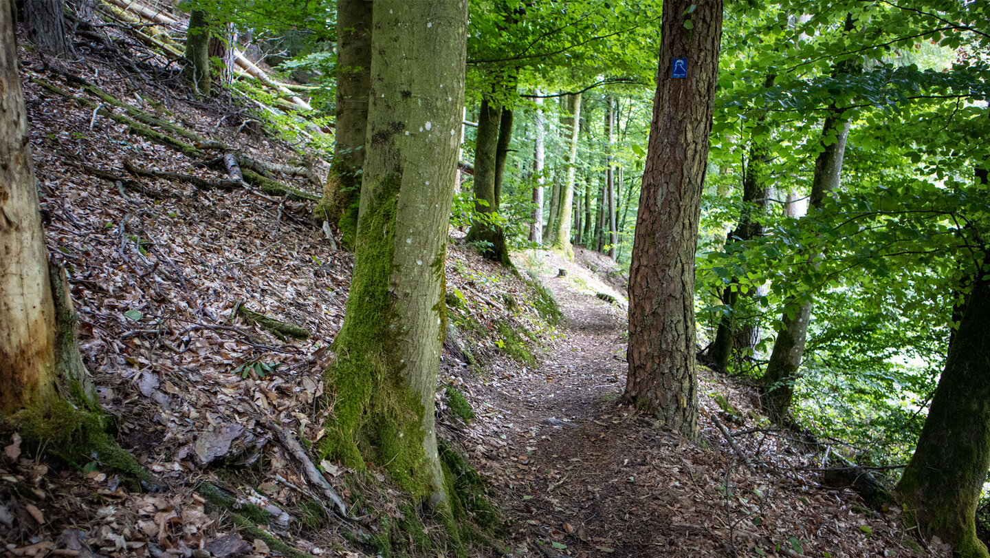 Pfad durch moosbedeckten Wald auf dem Weg ins Langenbachtal