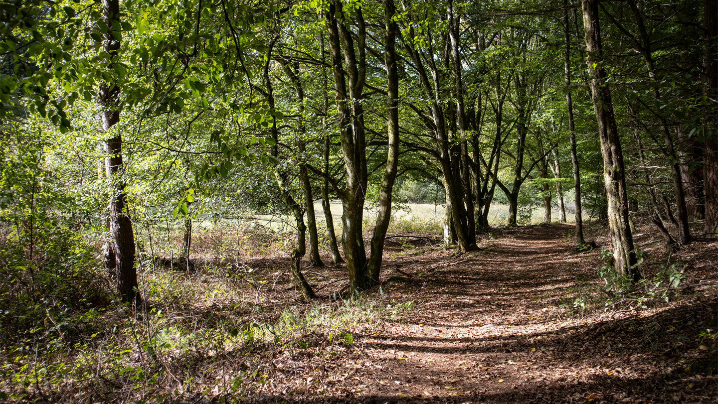 Der Liebespfad führt durch lichten Laubwald Richtung Eibachquelle bei Erfweiler