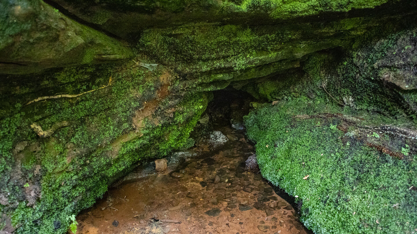 Quellaustritt der Eibachquelle – Wasser sickert durch moosbewachsenen Buntsandstein