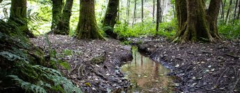 Der junge Eibach schlängelt sich durch moosbedeckten Wald nahe der Quelle