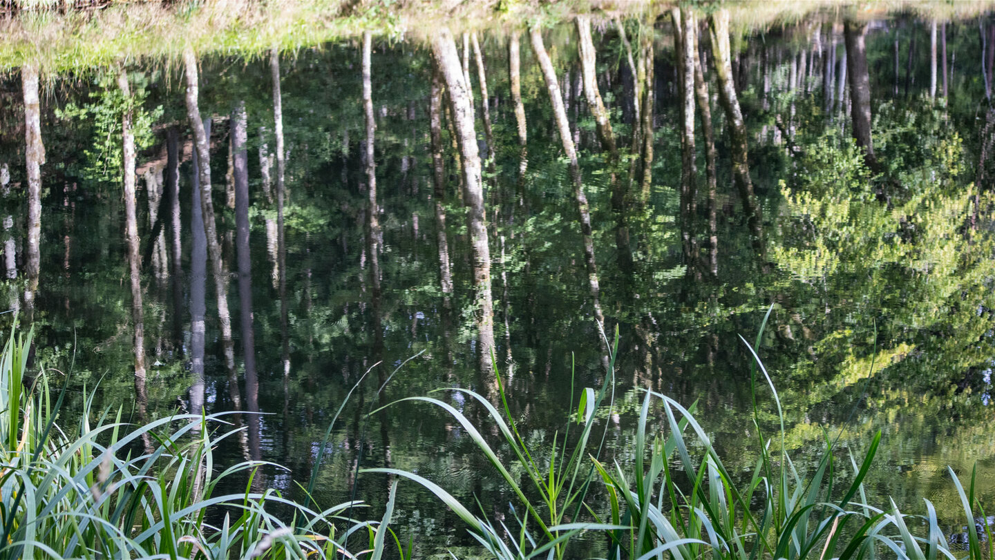 Baumspiegelungen am Landschaftsweiher bei Erfweiler
