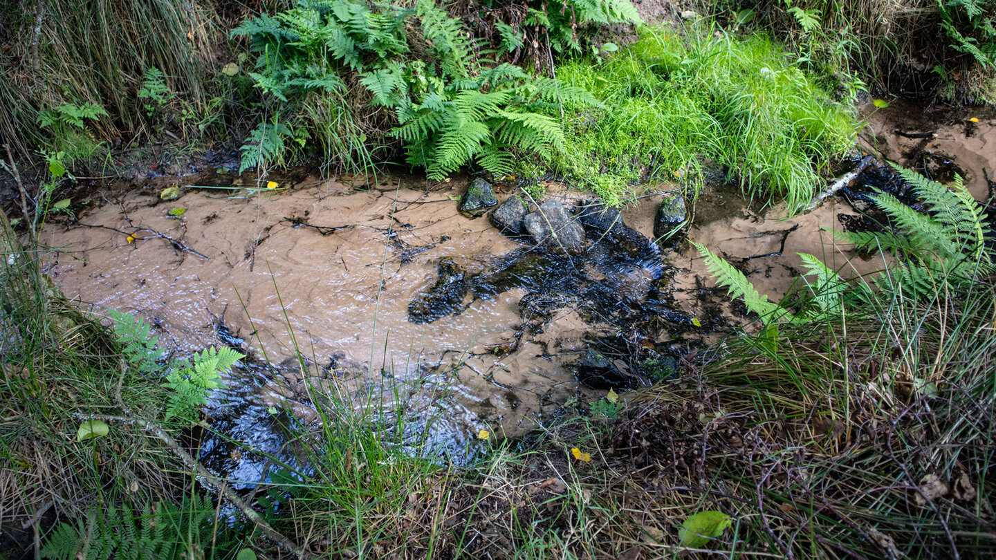 Der Langenbach plätschert über sandigen Grund im Bottental bei Erfweiler