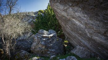Eiben am Weg zum Pico La Maroma
