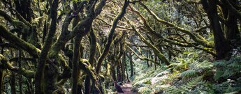 Wegpassage durch den mit Moosen bewachsenen Lorbeerwald